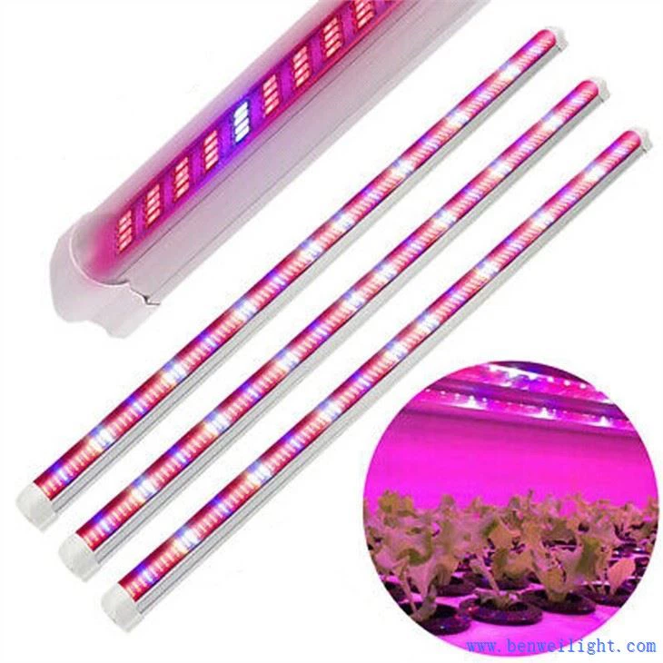 एक सस्ता ग्रो लाइट