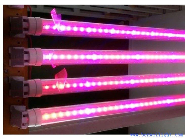 पौधों के लिए लाइट बल्ब उगाएं