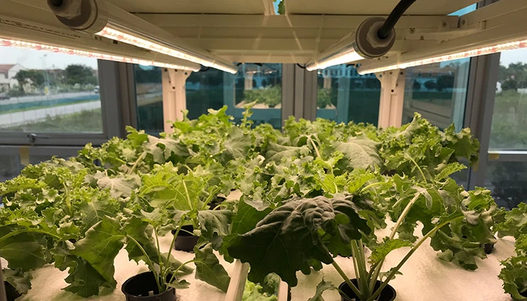 led grow lights for indoor plants led grow lights for indoor plants